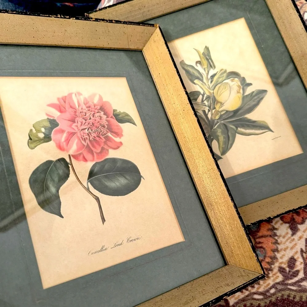 2 Vintage 1950s Framed Camellia &  agnes harrison Lithographs 11.25